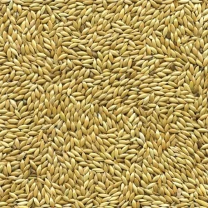 Witzaad / Kanariezaad