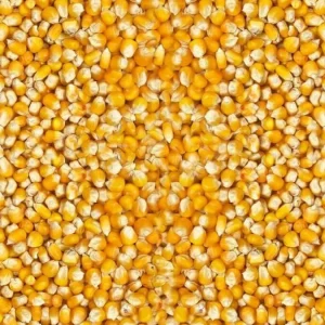 Vanrobaeys (No. 198) Kleine Cribbs Maïs