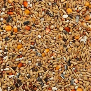 Vanrobaeys (Nr.16) Winter/Rust