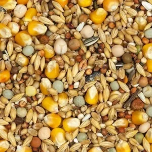 Vanrobaeys (Nr.22) Rui Standaard