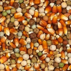 Vanrobaeys (Nr. 24) Kweek rode Franse maïs