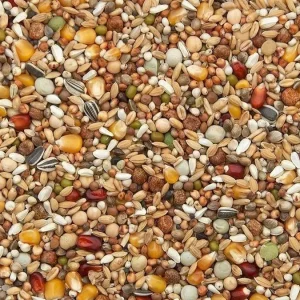 Vanrobaeys (Nr. 38) Kweek Exclusief