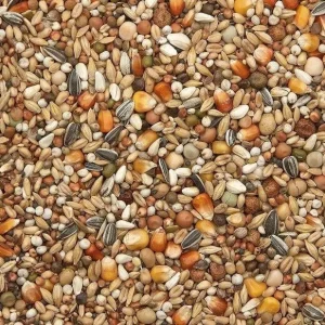 Vanrobaeys (Nr.42) Rui Exclusief