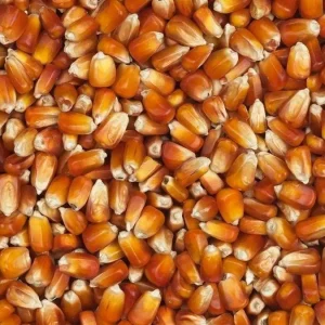 Vanrobaeys (Nr. 76) Rode Franse maïs